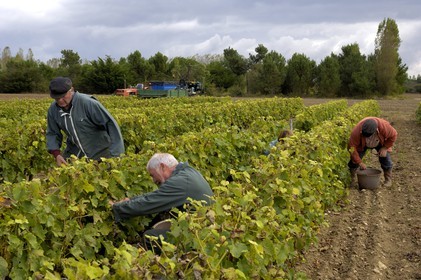 France, Charente-Maritime (17), Ile d'Oléron, Le Château d'Oléron, vendanges à la main dans les vignes de Michel Patoizeau
