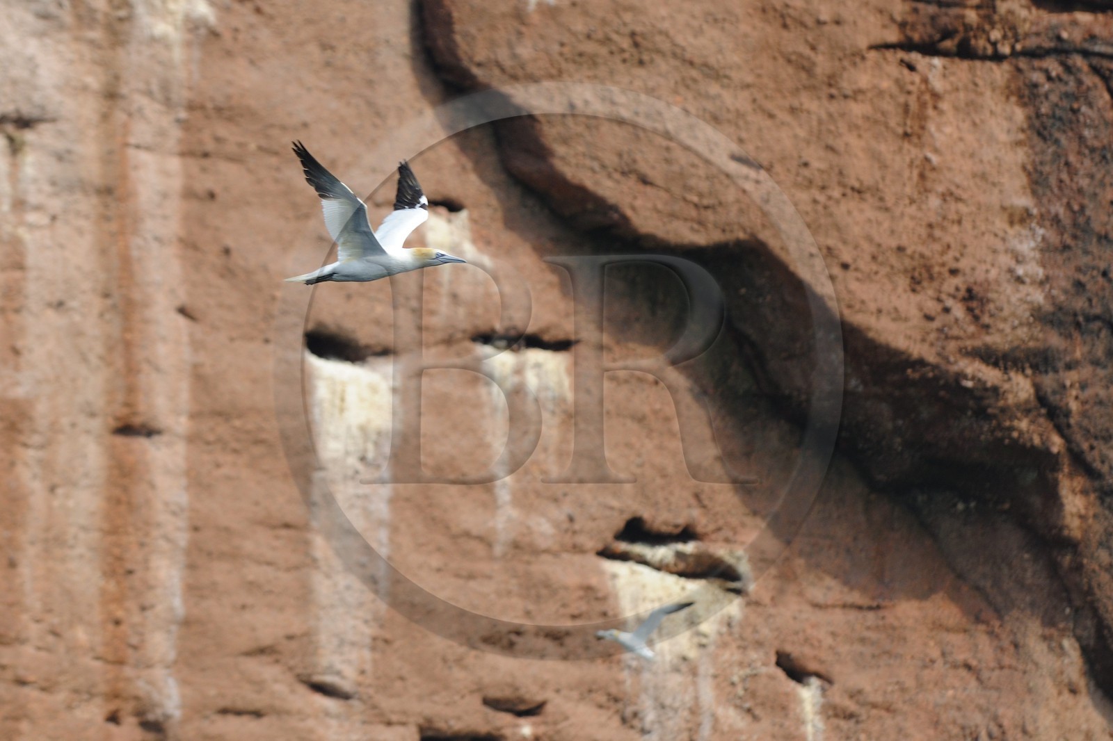 Canada, province de Québec, Gaspésie, île Bonaventure, fous de Bassan