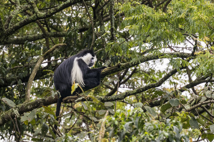 Rwanda, Province de l’Ouest, Gisakura, Parc national de Nyungwe, Colobe de Ruwenzori (Colobus angolensis ruwenzorii) pendant un safari à pied dans la forêt tropicale humide naturelle