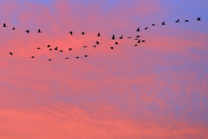 France, Indre, Berry, Parc Naturel Regional de la Brenne (Natural Regional Park of La Brenne), Rosnay, Red Sea pond (etang de la Mer Rouge), Common Crane (Grus grus), flight at sunset