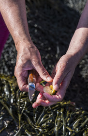 France, Finistère, Abers Country (Pays des Abers), Ile Vierge (Virgin Island) in the Lilia archipelago, shellfish (Limpets) fishing on the foreshore at low tide