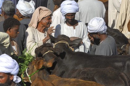 Egypte, Haute Egypte, Daraw au nord d'Assouan, marché aux vaches