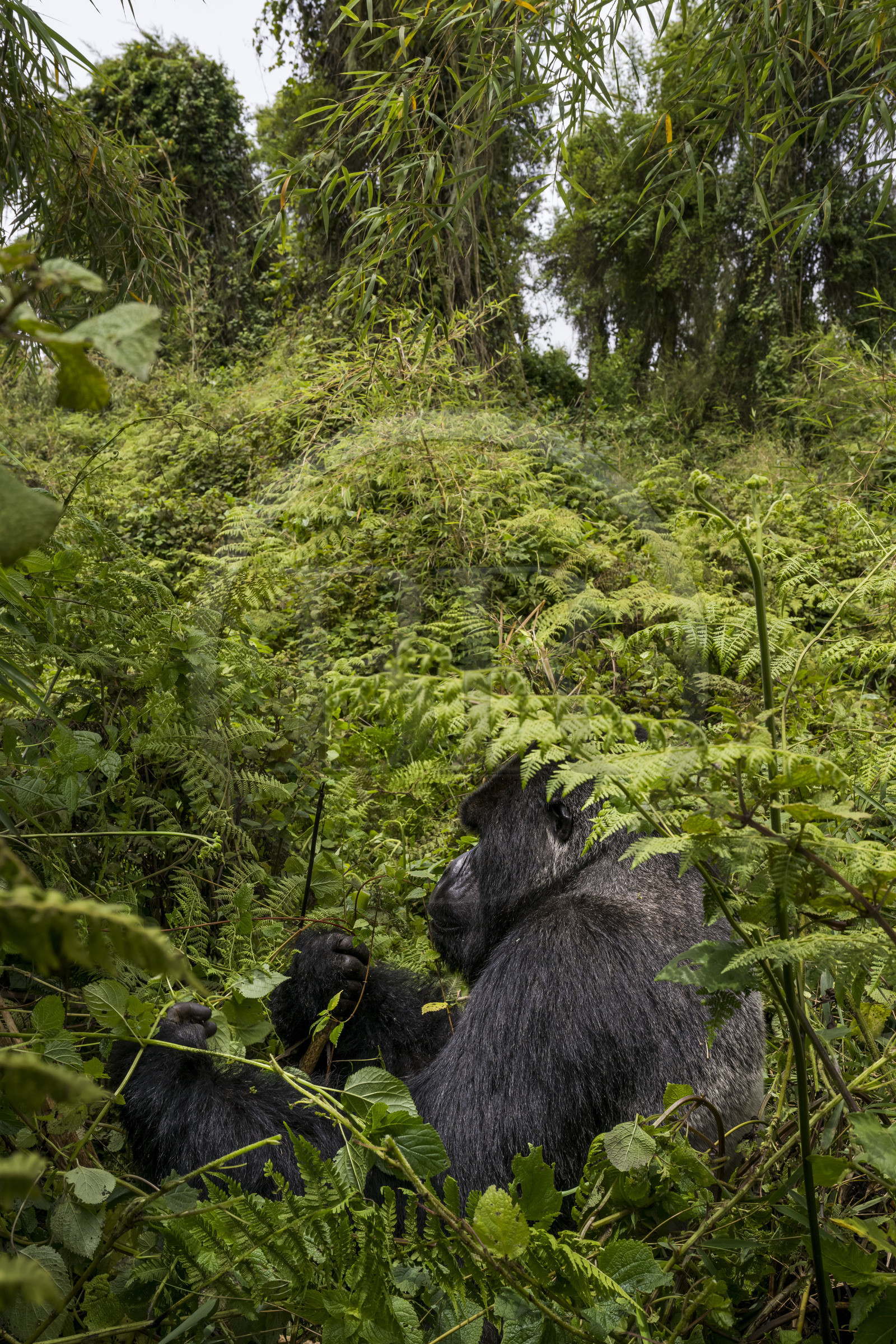 Rwanda, Province du Nord, Parc National des Volcans dans la chaine des Monts Virunga, mont Karisimbi, gorille des montagnes (Gorilla beringei beringei) du groupe Susa, male appelé dos argenté (silverback) Rwanda, Province du Nord, Parc National des Volcans dans la chaine des Monts Virunga, mont Karisimbi, gorille des montagnes (Gorilla beringei beringei) du groupe Susa, male appelé dos argenté (silverback)