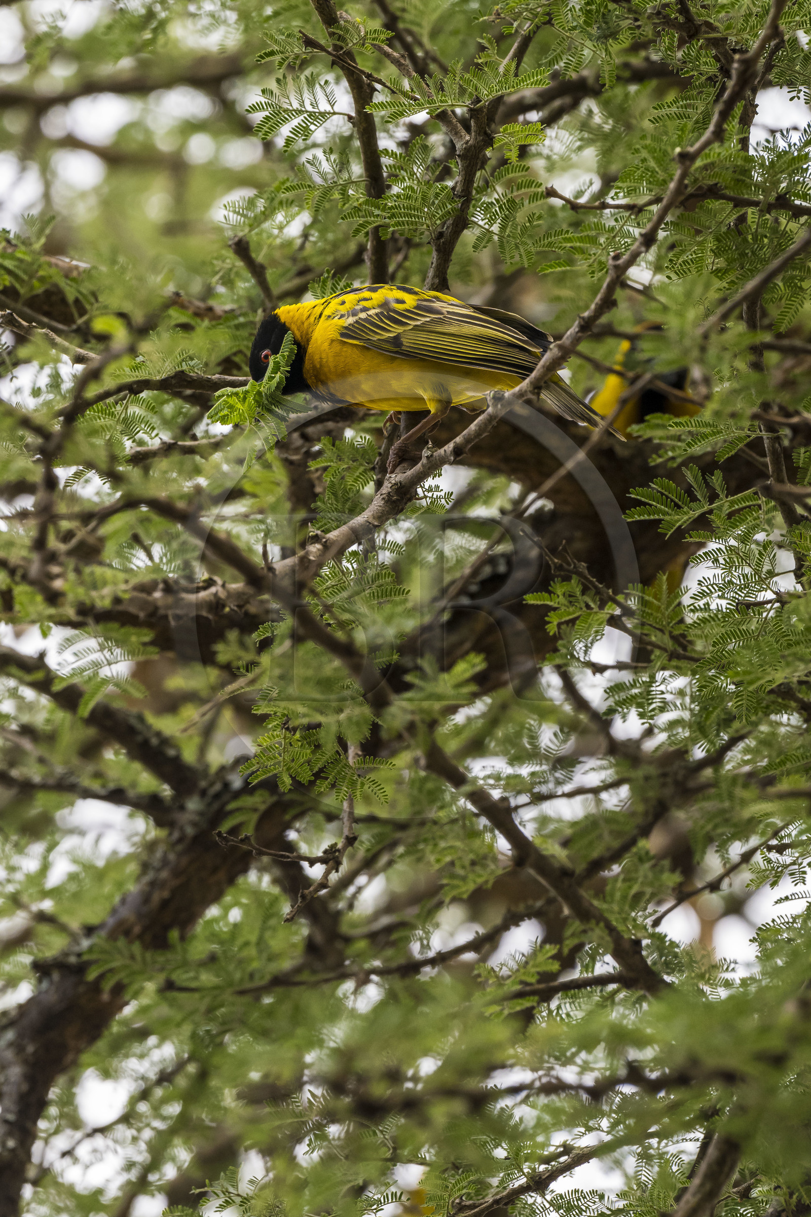Rwanda, Parc national de l'Akagera, tisserin gendarme (Ploceus cucullatus)