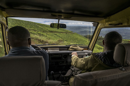 Rwanda, Province de l’Ouest, Gisakura, en route avec le garde de African Parks Claver Mtoyinkima sur la piste des singes colobes, plantation de thé et les montagnes du Congo en arrière plan