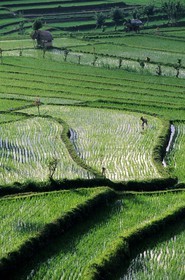 Indonésie, île de Bali, rizières en terrasses dans la région de Tirtagangga
