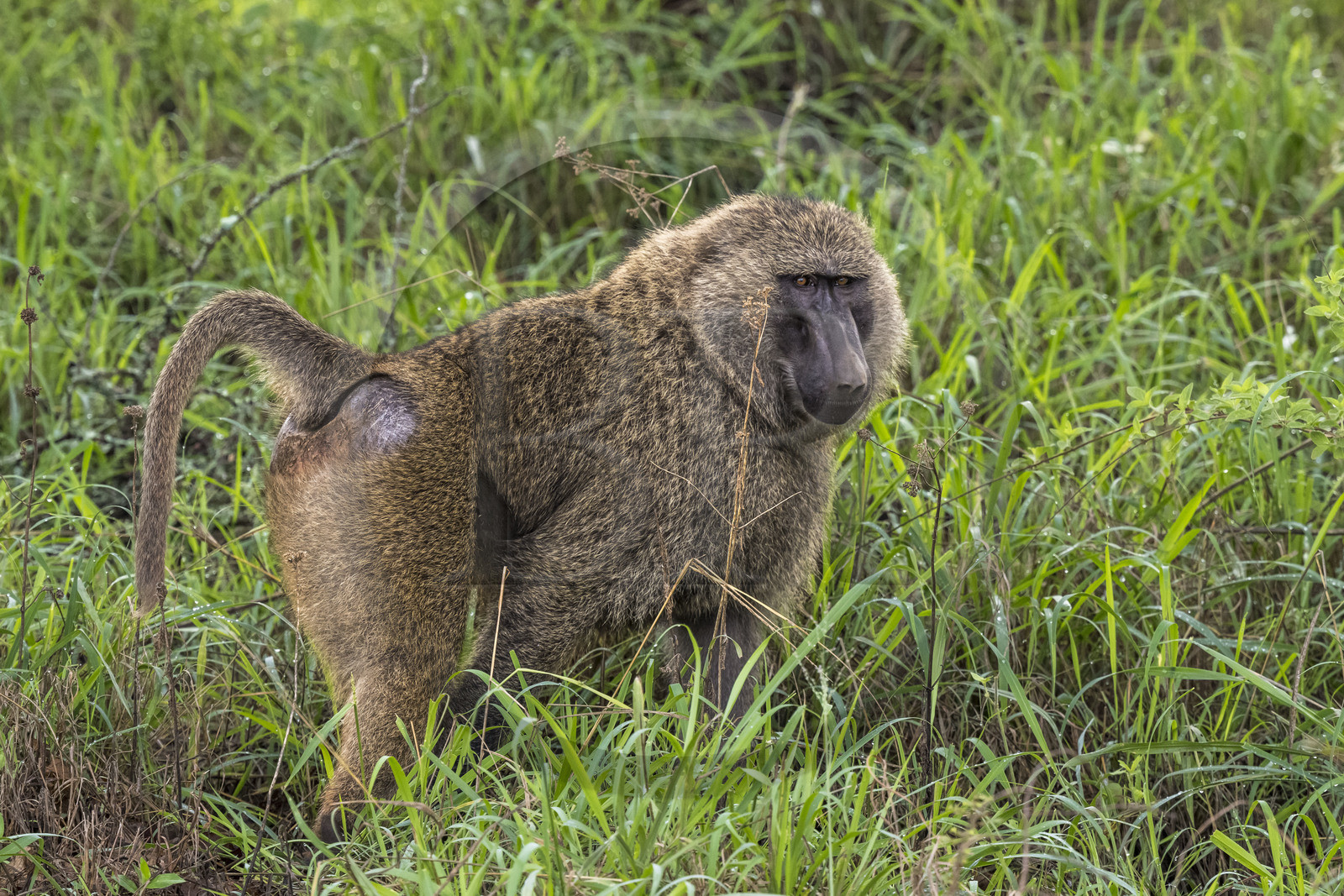 Rwanda, Parc national de l'Akagera, babouin olive (Papio anubis)