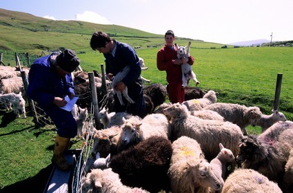 Royaume-Uni, Ecosse, les Shetland, sud du Mainland sur la côte ouest, castration des agneaux vers Scousburgh