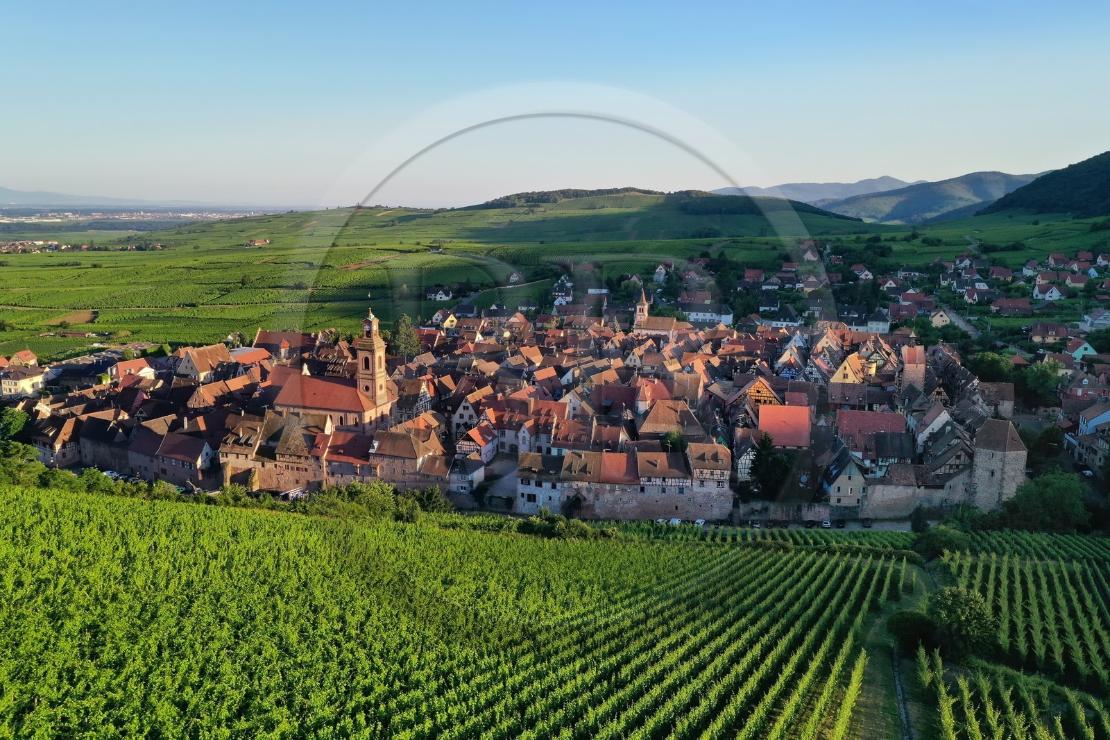 France, Haut Rhin, the Alsace Wine Route, Riquewihr, labelized the Most Beautiful Villages of France, and its vineyards (aerial view)