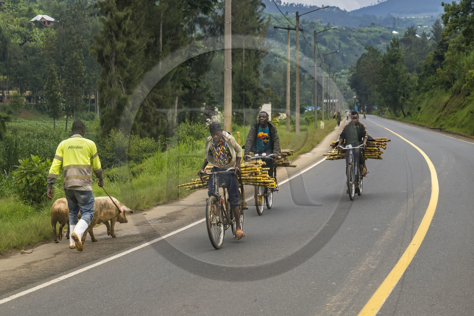 Rwanda, Province du Nord, District de Musanze (Ruhengeri), transport de canne à sucre sur une bicyclette sur la route de Kigali, les bicyclettes sont le principal moyen de transport local