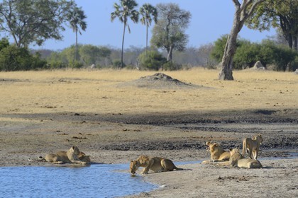 Zimbabwe, Matabeleland North Province, Hwange National Park, group of lions (Panthera leo) around a pond