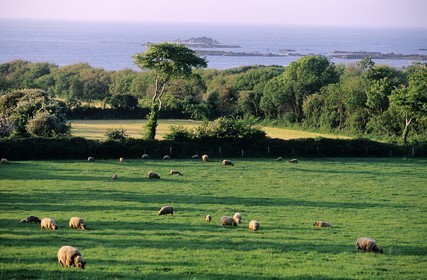 France, Manche, Cotentin, Cap de La Hague region
