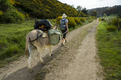 France, Ardèche, Laveyrune, hiking with a donkey on the Robert Louis Stevenson Trail (GR 70)