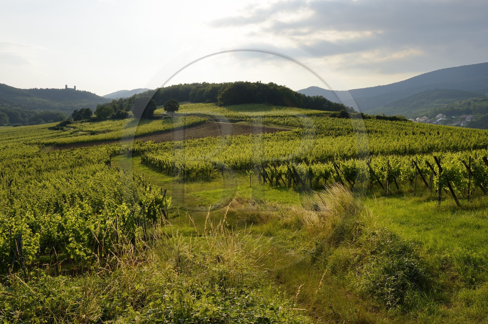 France, Bas Rhin, the Alsace Wine Route, Mittelbergheim vineyard and the Haut Andlau Castle in the background, the soil of the Zotzenberg hill is classified Grand Cru