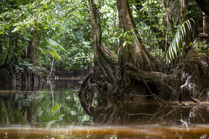 France, French Guiana, Kourou, Maripas camp in the rainforest, Pterocarpus officinalis with large undulating buttresses or moutouchi-marsh in Guyanese Creole in a creek, small river, tributary of the Kourou River