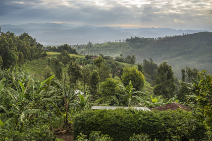 Rwanda, Province de l’Ouest, Gisuma, agriculture dans les collines, en arrière plan les montagnes de la République démocratique du Congo