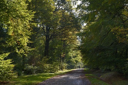 France, Marne, Parc Naturel de la Montagne de Reims (Natural Park of Montagne de Reims),