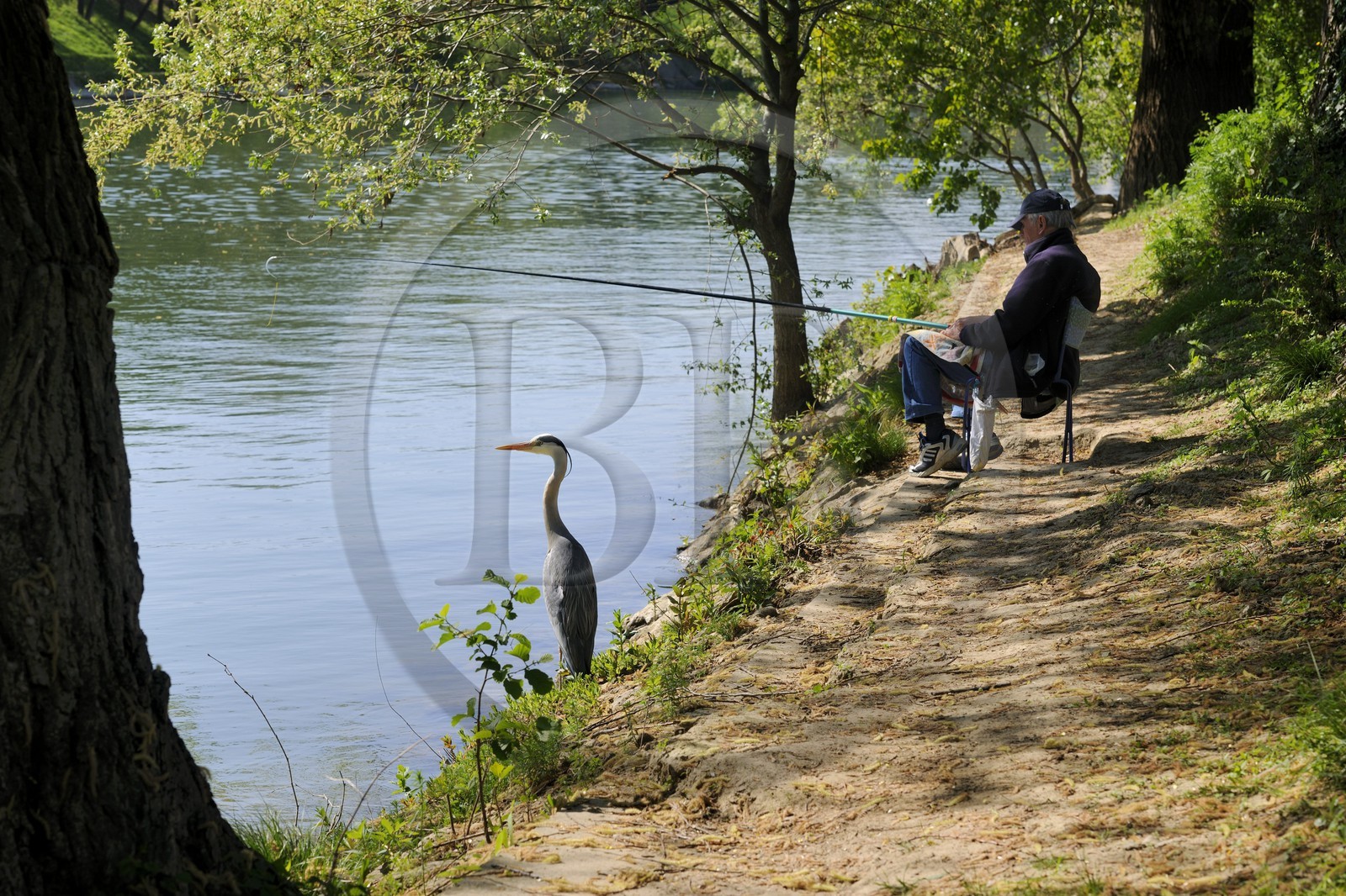 France, Val-de-Marne (94), les bords de Marne, Champigny-sur-Marne, le pêcheur Jean et le Héron cendré (Ardea cinerea) qui se tient régulièrement à ses côtés