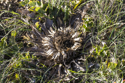 France, Hérault (34), les Causses et les Cévennes, paysage culturel de l'agro-pastoralisme méditerranéen inscrit au Patrimoine Mondial de l'UNESCO, La Vacquerie-et-Saint-Martin-de-Castries, Carline à feuilles d'acanthe (Carlina acanthifolia) appelée Cardabelle dans le Larzac et souvent accrochée aux portes des maisons en guise de porte-bonheur et de protection