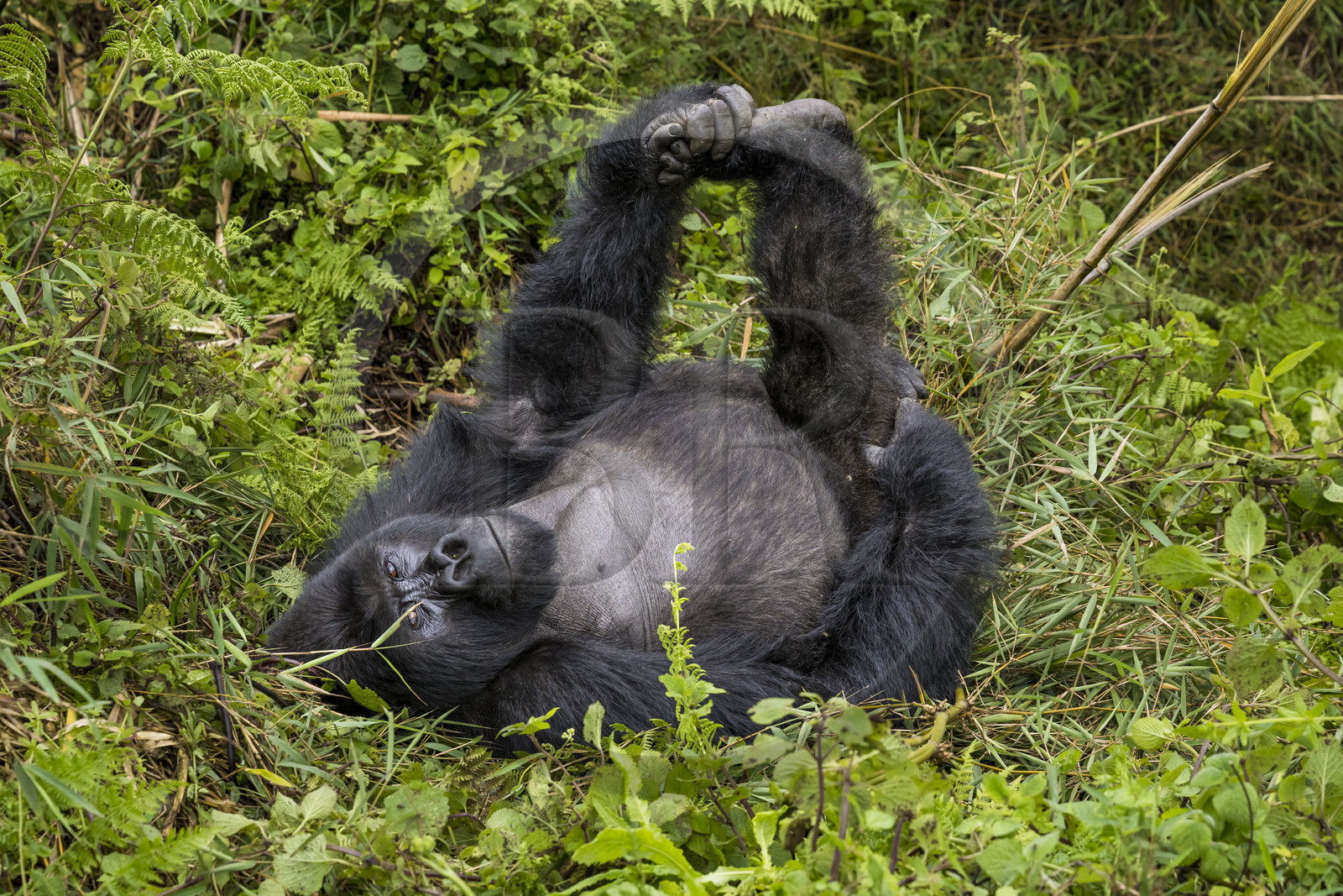 Rwanda, Province du Nord, Parc National des Volcans dans la chaine des Monts Virunga, mont Karisimbi, gorille des montagnes (Gorilla beringei beringei) du groupe Susa, male appelé dos argenté (silverback)