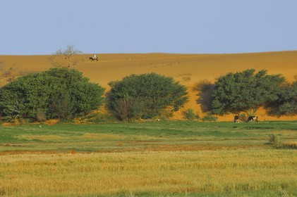 Egypte, désert libyque, oasis de Dakhla, travaux des champs
