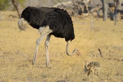 Zimbabwe, Matabeleland North Province, Hwange National Park, male ostrich (Struthio camelus)