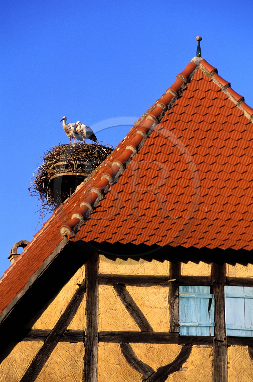 France, Haut-Rhin (68), cigogne dans son nid sur le toit d'une maison traditionnelle Alsacienne