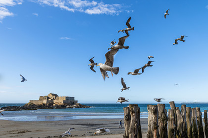 France, Ille-et-Vilaine (35), Côte d'Emeraude, Saint-Malo, Fort National conçu par Vauban et construit par Siméon Garangeau de 1689 à 1693, la plage de l'eventail à marée basse avec ses brise-lames en bois