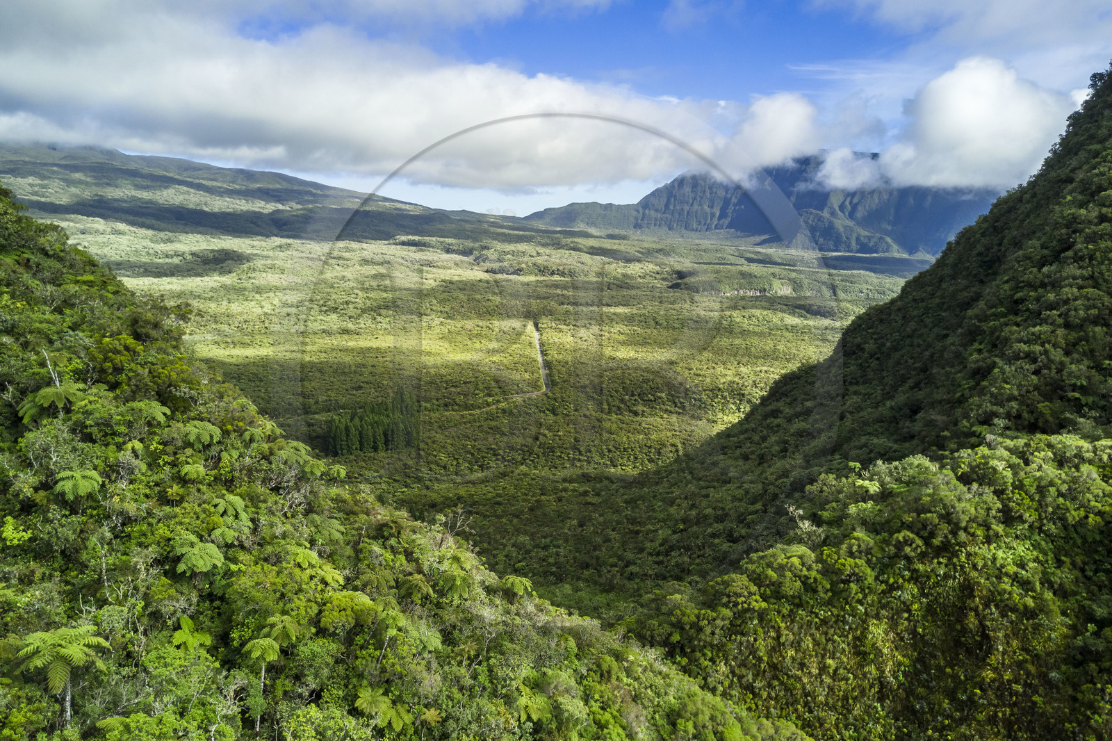 France, Ile de la Reunion, Parc National de la Réunion classé Patrimoine Mondial de l'UNESCO, La Plaine des Palmistes, la forêt de Bébour (vue aérienne)