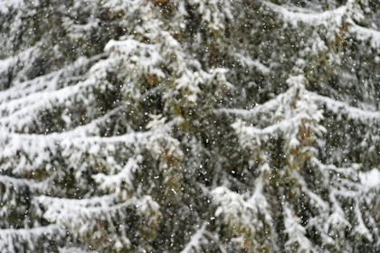 France, Haute Savoie, Les Carroz d'Araches, firs snow covered