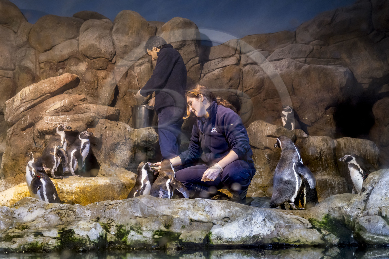 Espagne, Catalogne, Barcelone, Port Vell, l'aquarium, nourrissage des Manchot de Humboldt (Spheniscus humboldti )