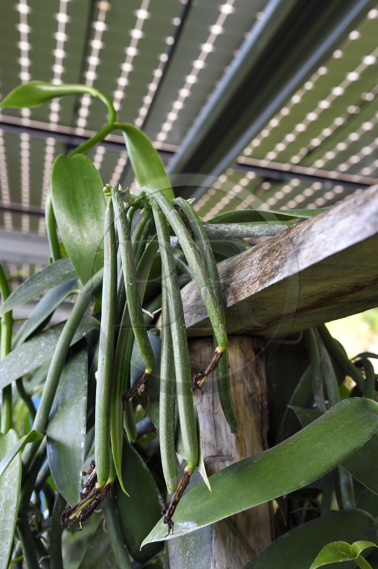 France, Ile de la Reunion, Saint-Louis, Domaine de Bellevue, producteur de vanille Planifolia biologique issues d'orchidées cultivées sous cinq hectares de panneaux photovoltaïques qui permettent d'alimenter plus de 1 800 foyers en électricité