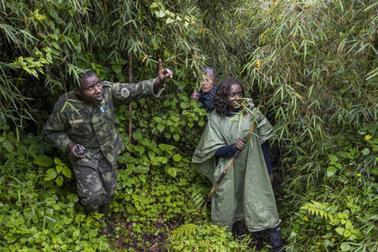 Rwanda, Province du Nord, Parc National des Volcans dans la chaine des Monts Virunga, mont Karisimbi, le garde du Parc Ferdinand Ndamiyabo accompagnant des touristes à la rencontre des gorilles des montagnes du groupe Susa