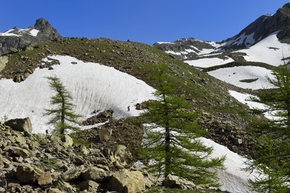 France, Alpes-Maritimes, parc national du Mercantour ( Mercantour national park), Haute-Vesubie, trek in the Madone de Fenestre valley, crossing a snowfield