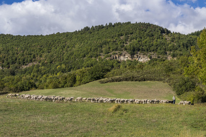France, Aveyron, Causses and the Cévennes, cultural landscape of Mediterranean agro-pastoralism, listed as World Heritage by UNESCO, Sainte-Eulalie-de-Cernon on the road to Santiago de Compostela, flock of sheep led by its shepherd Eric Broussou