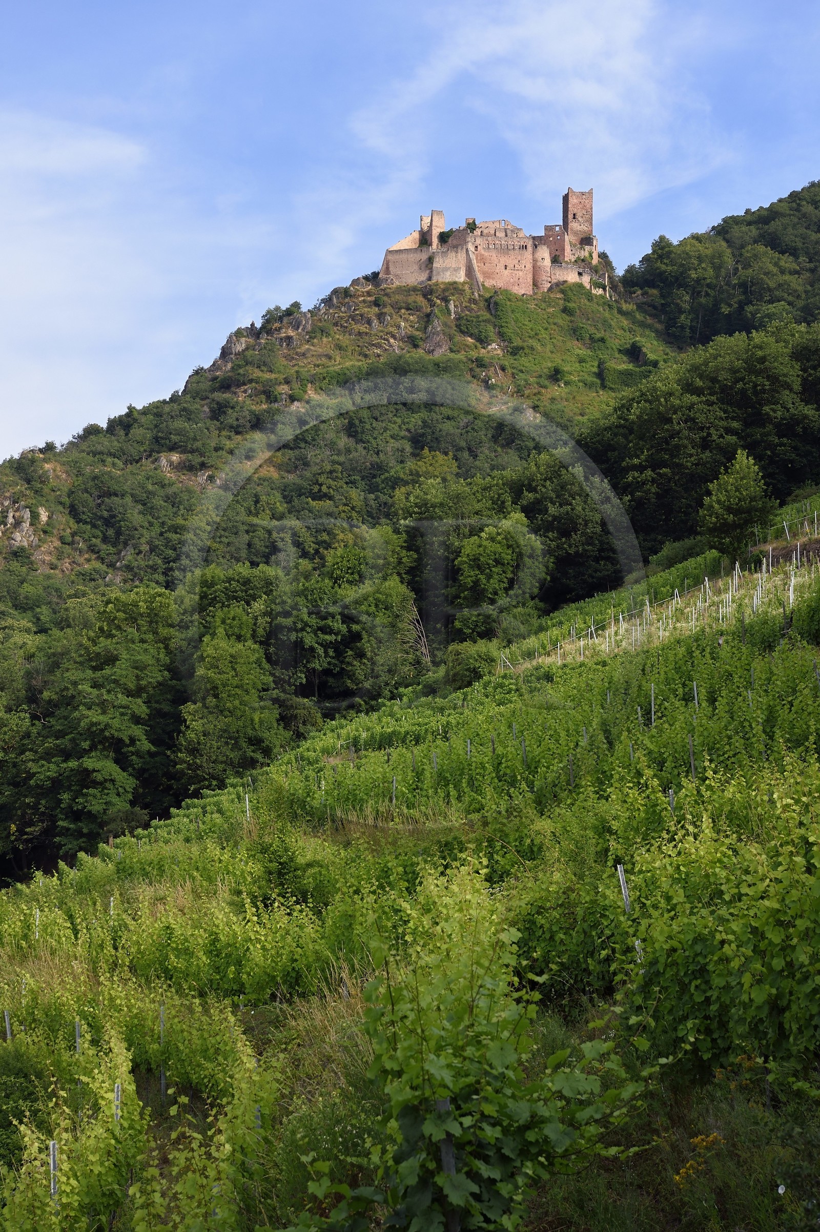 France, Haut Rhin, the Alsace Wine Route, Ribeauville, Saint Ulrich Castle