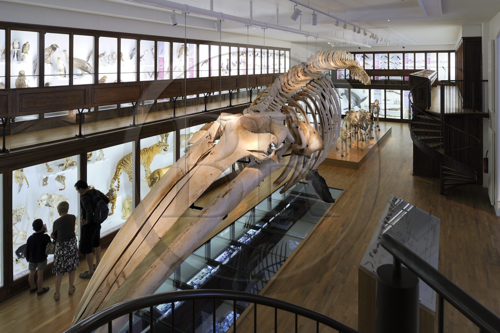 France, Loire-Atlantique (44), Nantes, muséum d'histoire naturelle