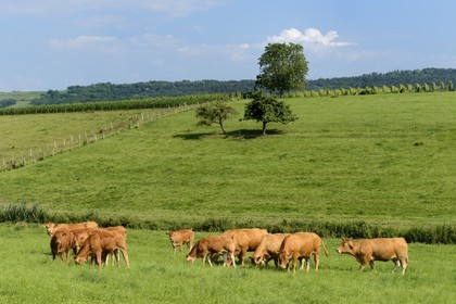 France, Bas Rhin, the Alsace Wine Route, Flexbourg, herd of cows in the meadows