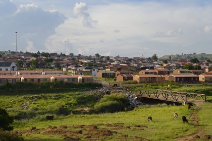 Afrique du Sud, province de Gauteng, Johannesburg, Soweto, le quartier d'Orlando dans le township, vaches destinées aux cérémonies d'enterrement