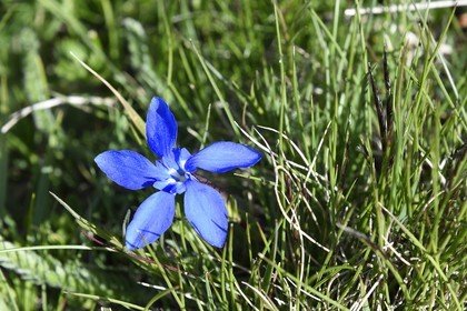 France, Alpes-Maritimes, parc national du Mercantour ( Mercantour national park), Haute-Vesubie, Madone de Fenestre valley, spring gentian (Gentiana verna)