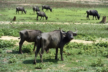 Sri Lanka, province d'Uva, Parc national d'Uda Walawe (Udawalawe National Park), buffles d'Asie ou buffles des marais (Bubalus bubalis)
