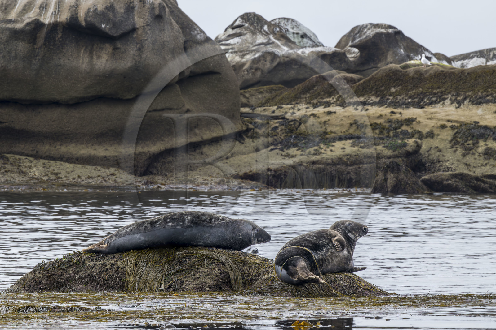 France, Finistère (29), Penmarch, archipel des Étocs, phoque gris (halichoerus grypus)