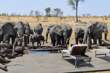 Zimbabwe, Matabeleland North Province, Hwange National Park, Somalisa Expedition Camp from African Bush Camps, watching elephants drinking at the edge of the lodge