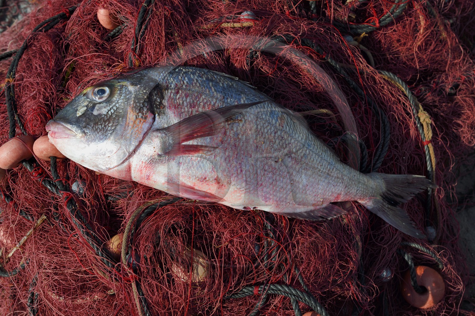 France, Var (83), Iles d'Hyères, parc national de Port Cros, Ile de Porquerolles,