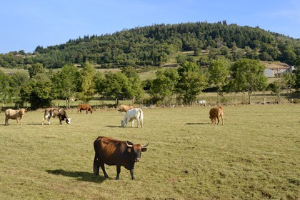 France, Loire, Parc Naturel Regional du Pilat (Natural Regional Park of Pilat), herd of cows on the Colombier road