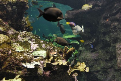 France, Manche (50), Cherbourg, Cité de la Mer, aquarium
