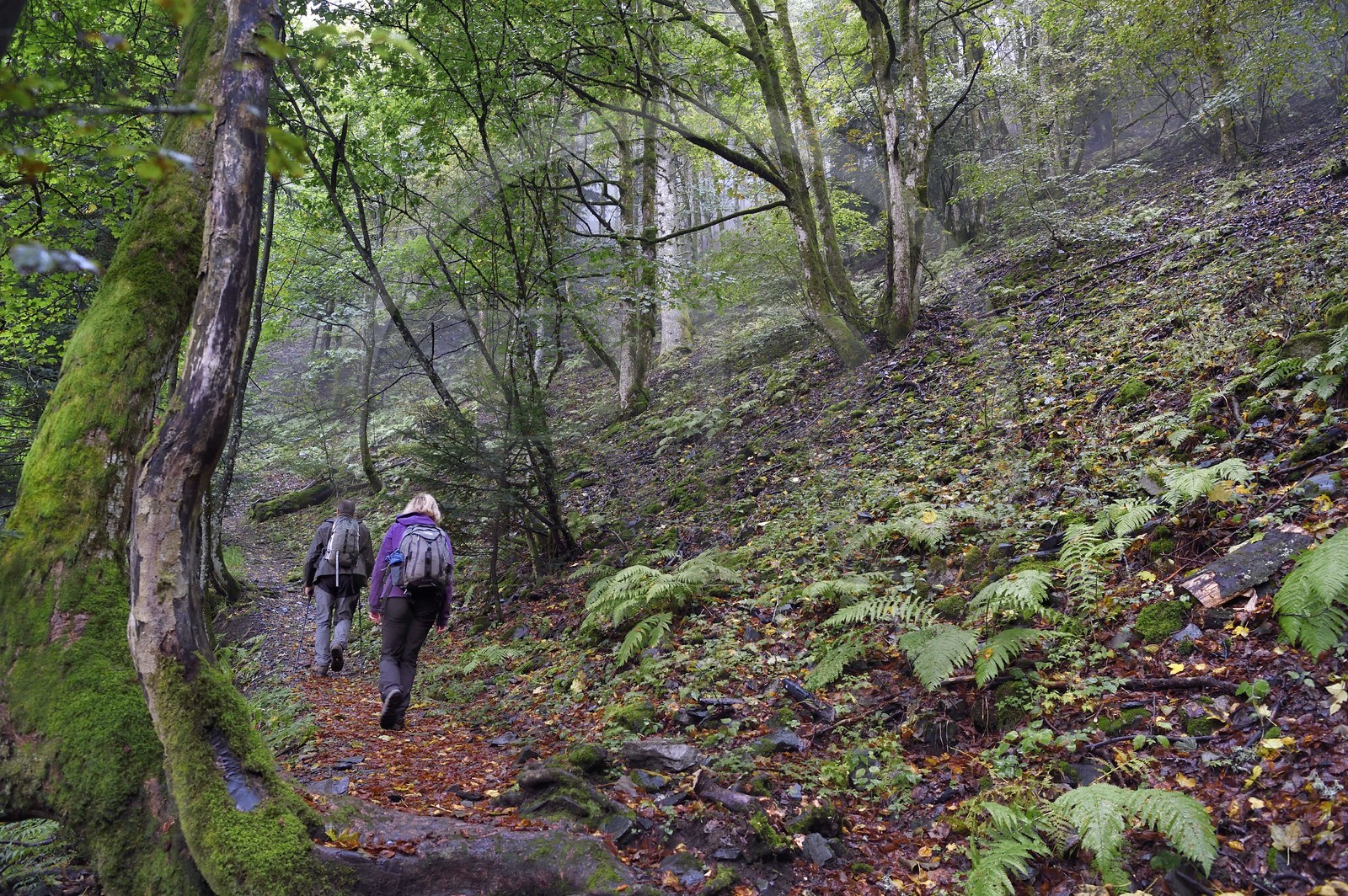 France, Haut Rhin, Ballons des Vosges Regional Natural Park, hikers going up from the Storckensohn valley to the top of the Tete des Perches and Gazon Rouge in Lorraine