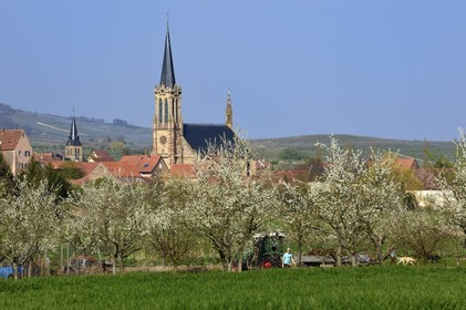 France, Bas Rhin, the Alsace Wine Route, Westhoffen, cherry blossom