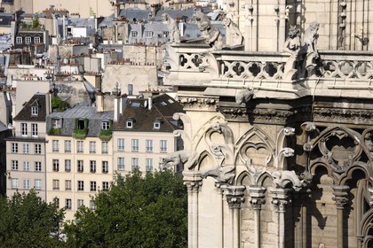 France, Paris (75), île de la Cité, la cathédrale Notre-Dame, les gargouilles et les chimères observent la ville