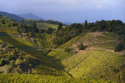 France, Haut-Rhin (68), Route des Vins d'Alsace, le vignoble de Niedermorschwihr